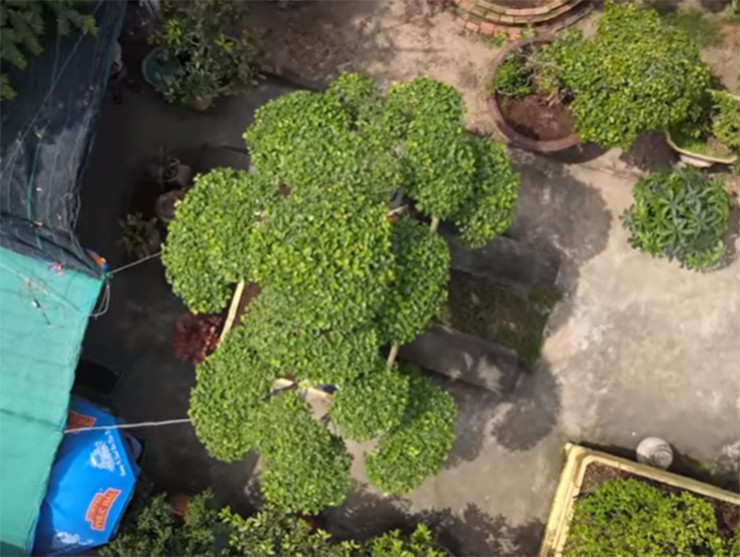 Hiện, cây cao 3,3m, bề ngang thân cây dài 1,4m, đường kính gốc là 2,8m.