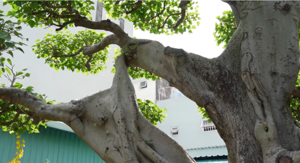 Thân cây chắc và đều, tỏa tán rất đẹp mắt.