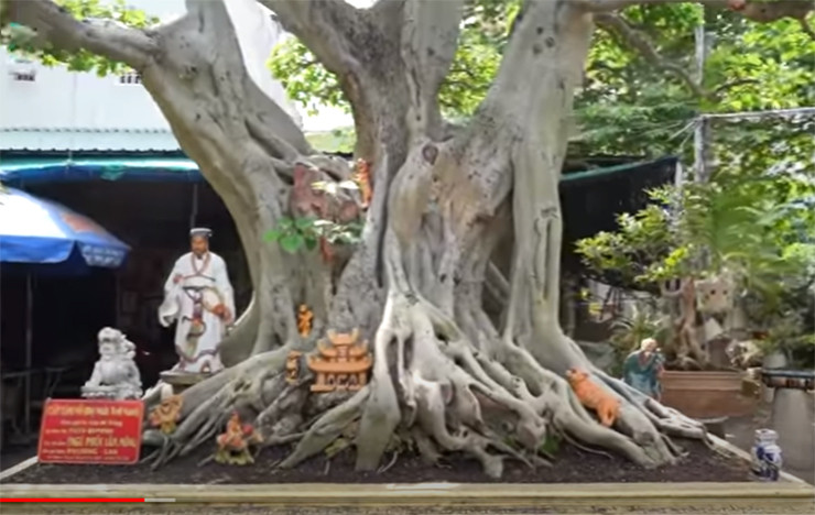 12 năm trước, để sở hữu được cây cảnh độc lạ này, vợ chồng anh P. đã bán chiếc xe ô tô để mua, với giá 150 triệu đồng.