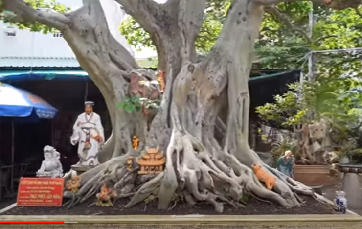 12 năm trước, để sở hữu được cây cảnh độc lạ này, vợ chồng anh P. đã bán chiếc xe ô tô để mua, với giá 150 triệu đồng.