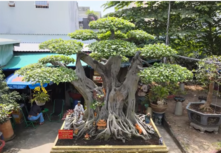 Theo đó, anh P. cùng vợ là chị L. đang sở hữu cây lâm vồ (cây đề trắng), còn được gọi là “đệ nhất trời Nam” khiến không ít người nghe qua đều cảm thấy tò mò.