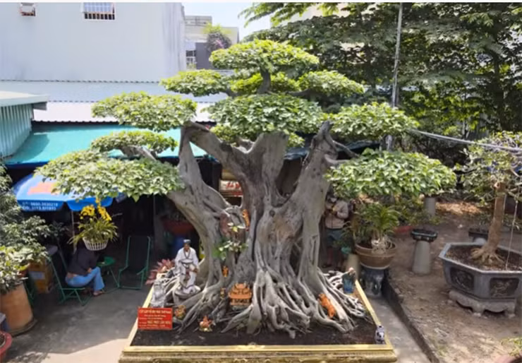 Theo đó, anh P. cùng vợ là chị L. đang sở hữu cây lâm vồ (cây đề trắng), còn được gọi là “đệ nhất trời Nam” khiến không ít người nghe qua đều cảm thấy tò mò.