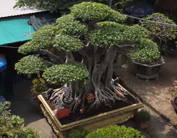 “Đệ nhất trời Nam” có hình dáng khá giống với cây bồ đề. Lá của lâm vồ rất đẹp, vỏ cây cũng khá mịn.