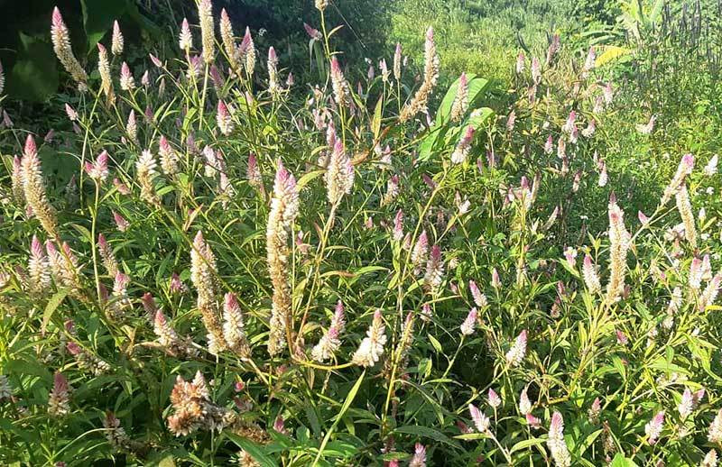 Khó tin 3 loài cỏ dại giờ thành hàng "hot"... người bán hốt bạc Kho tin 3 loai co dai gio thanh hang