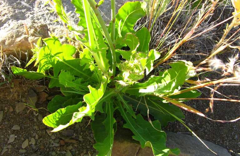 Sâm biển có thể phơi khô làm trà để uống, lá có thể dùng như một loại rau xanh để ăn sống, hoặc nấu lẩu. Trên thị trường loại rau dại này được bán với giá 30.000 đồng - 40.000 đồng/kg, có lúc lên đến 70.000 đồng - 80.000 đồng/kg. Ảnh: Dân Việt