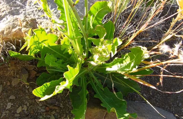 Sâm biển có thể phơi khô làm trà để uống, lá có thể dùng như một loại rau xanh để ăn sống, hoặc nấu lẩu. Trên thị trường loại rau dại này được bán với giá 30.000 đồng - 40.000 đồng/kg, có lúc lên đến 70.000 đồng - 80.000 đồng/kg. Ảnh: Dân Việt