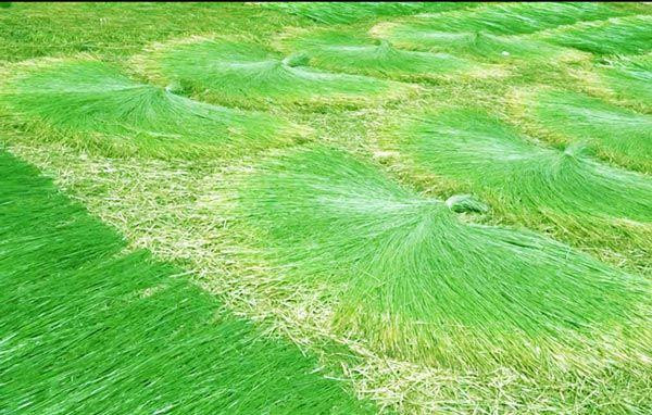 Xưa kia, cây lác là loài cỏ hoang dại, mọc khắp nơi từ đầm lầy tới đồng ruộng. Ngày nay, nhờ trồng loại cỏ này mà người dân một số nơi ở miền Tây đã vươn lên khấm khá. Ảnh: M.A