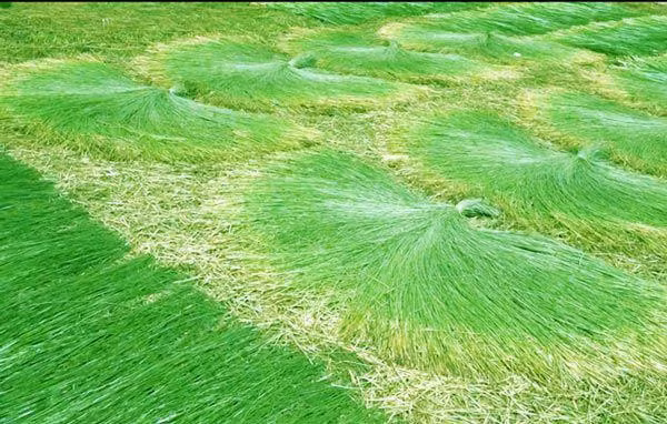 Xưa kia, cây lác là loài cỏ hoang dại, mọc khắp nơi từ đầm lầy tới đồng ruộng. Ngày nay, nhờ trồng loại cỏ này mà người dân một số nơi ở miền Tây đã vươn lên khấm khá. Ảnh: M.A