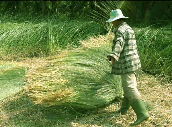 Trung bình, cây lác cho 3 vụ mỗi năm. Với giá bán tại ruộng 14.000 - 18.000 đồng/kg, người trồng lãi từ 10 - 15 triệu đồng, gấp 4-5 lần so với cây lúa. Ảnh: M.A