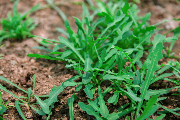 Trước kia, sâm biển bị xem như là cỏ ngoài đường nhưng bây giờ là sinh kế của nhiều hộ dân. Ảnh: Internet