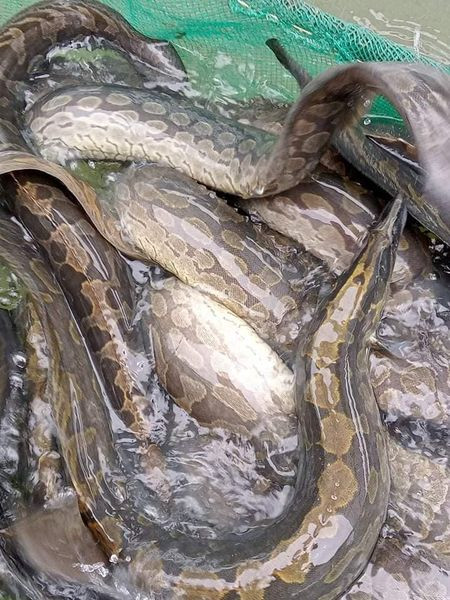 Trên thị trường hiện có 2 loại, cá chạch lấu sông và cá chạy lấu nuôi. Trong đó, cá chạch lấu sông thịt dai, ngon hơn nhưng rất mua vì chúng ngày càng hiếm. Ảnh: Facebook