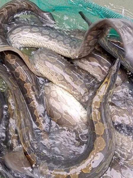 Trên thị trường hiện có 2 loại, cá chạch lấu sông và cá chạy lấu nuôi. Trong đó, cá chạch lấu sông thịt dai, ngon hơn nhưng rất mua vì chúng ngày càng hiếm. Ảnh: Facebook