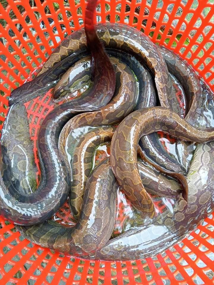 Theo người bán, cá chạch lấu là đặc sản được nhiều nhà hàng, quán ăn đặt mua. Nhờ đó, nuôi cá chạch lấu trở thành công việc mang lại nguồn thu không nhỏ cho các hộ dân. Ảnh: Facebook