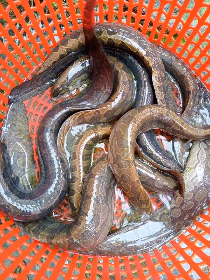 Theo người bán, cá chạch lấu là đặc sản được nhiều nhà hàng, quán ăn đặt mua. Nhờ đó, nuôi cá chạch lấu trở thành công việc mang lại nguồn thu không nhỏ cho các hộ dân. Ảnh: Facebook