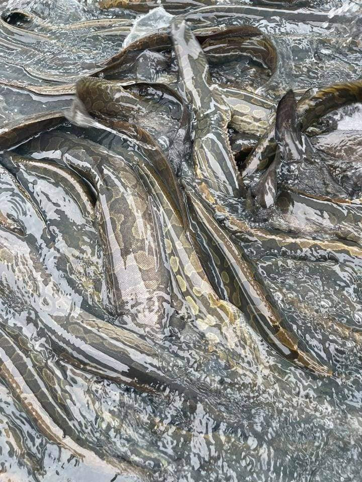 Trên chợ mạng, nhiều địa chỉ rao bán cá chạch lấu nuôi với giá từ 220.000 - 350.000 đồng/kg, tuỳ loại. Ảnh: Facebook