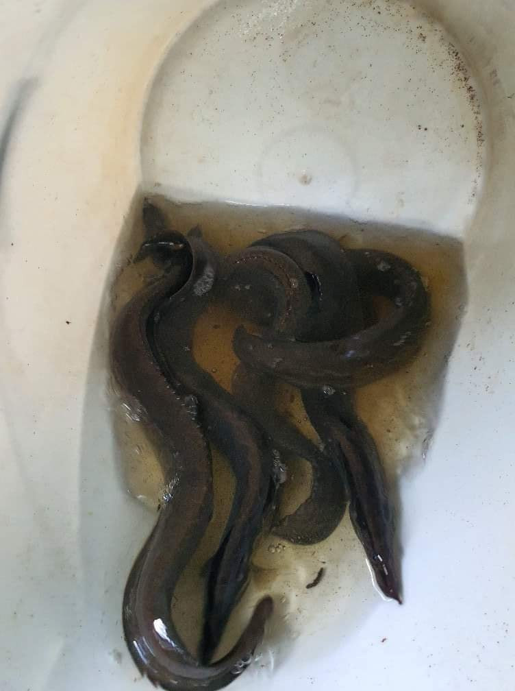 Trước khi có dịch, anh Tiến thường bán ra thị trường với giá 500.000-600.000 đồng/kg. Nhưng, hiện nay giá cá chạch lấu giám xuống còn khoảng 400.000 đồng/kg. Ảnh: Facebook