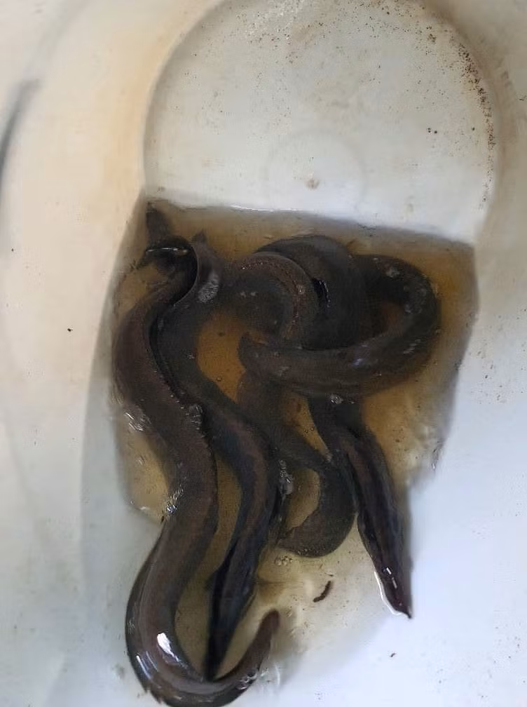 Trước khi có dịch, anh Tiến thường bán ra thị trường với giá 500.000-600.000 đồng/kg. Nhưng, hiện nay giá cá chạch lấu giám xuống còn khoảng 400.000 đồng/kg. Ảnh: Facebook