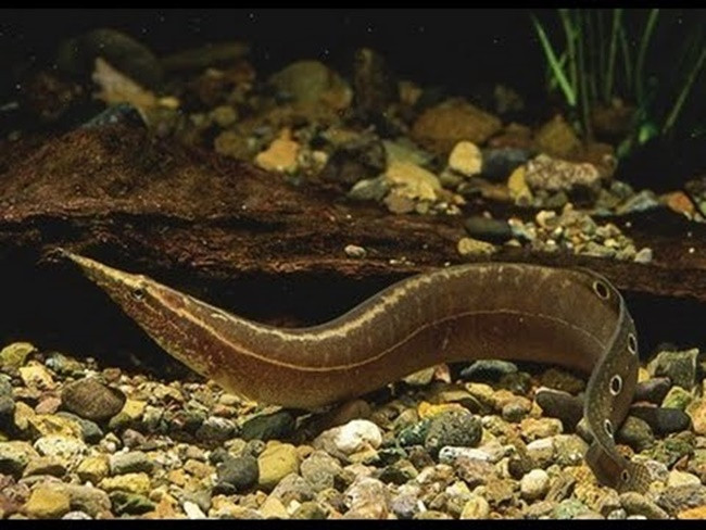 Tương tự, anh Lê Công Tiến (xã Thọ Vực, huyện Triệu Sơn, Thanh Hóa) cũng xuất bán ra thị trường khoảng 52 tấn cá thịt. Ảnh: Dân Việt