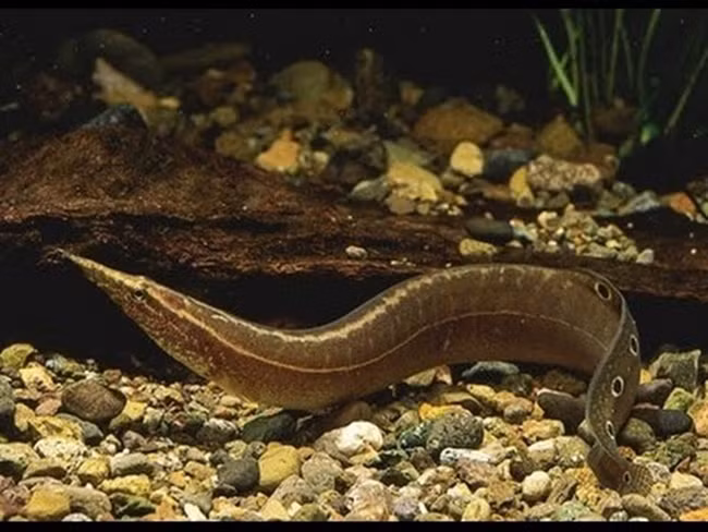 Tương tự, anh Lê Công Tiến (xã Thọ Vực, huyện Triệu Sơn, Thanh Hóa) cũng xuất bán ra thị trường khoảng 52 tấn cá thịt. Ảnh: Dân Việt