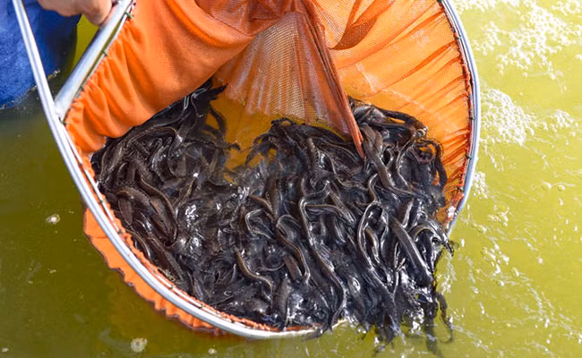 Anh Bùi Thanh Liêm ở Bình Đại (Bến Tre) sau 10-12 tháng thả nuôi và chăm sóc, đã thu 3 tấn cá thịt và lợi nhuận khoảng 900 triệu đồng. Ảnh: Dân Việt