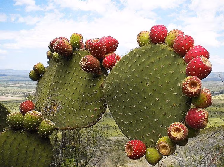 Ít ai biết, tại miền Tây Nam nước Mỹ, Bắc Mexico, xương rồng lê gai được xem là hàng quý. Theo Amazon, giá trung bình cho hộp 6 quả là 13 đô (khoảng 300.000 đồng). Ảnh: Getty