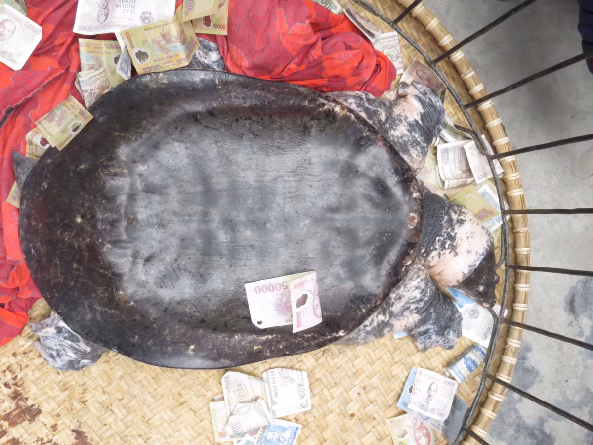 Vu nem tien vao ba ba khung o Hai Phong: UBND huyen vao cuoc-Hinh-2