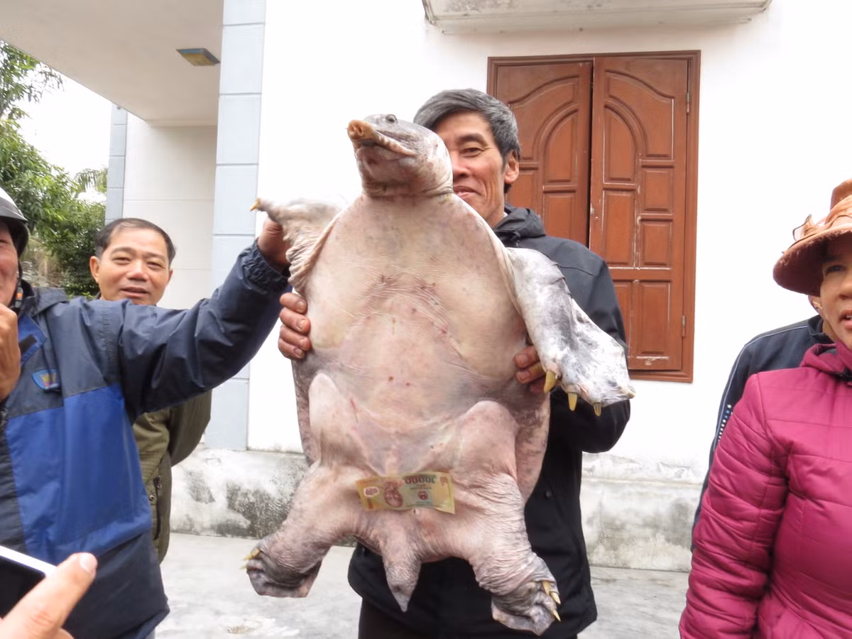 Tha ba ba khung o Hai Phong vi cung ho voi rua Ho Guom-Hinh-2