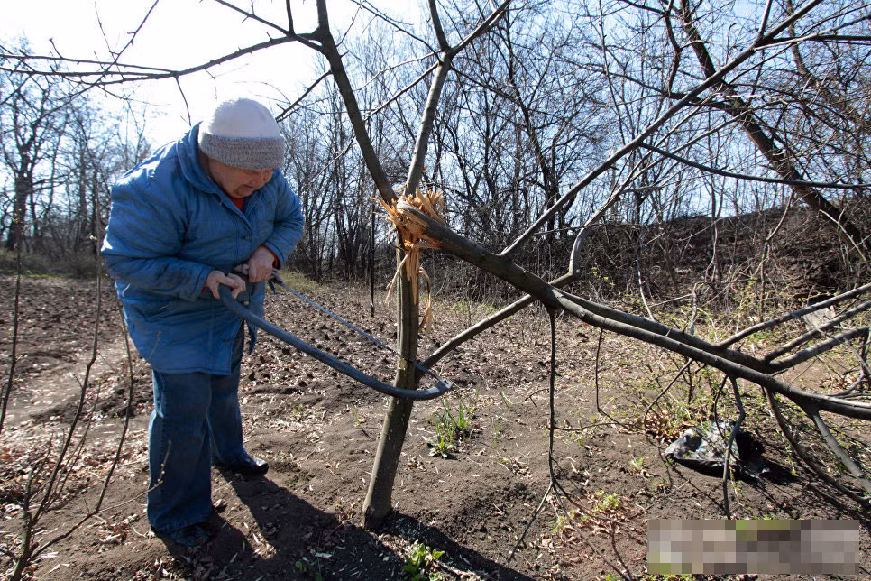 Người phụ nữ chặt cây bị gãy đổ. (Nguồn ảnh RI)