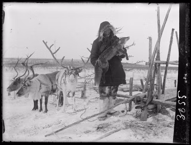 Người dân chăn nuôi hươu ở Siberia vào mùa đông băng giá.