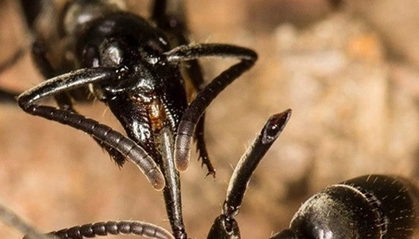 Phát hiện loài động vật biết "phẫu thuật cứu sống đồng loại" Phat hien loai dong vat biet