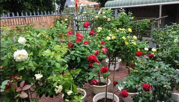 Vợ chồng U90 làm vườn hoa hồng hàng chục gốc ở Bình Dương Vo chong U90 lam vuon hoa hong hang chuc goc o Binh Duong