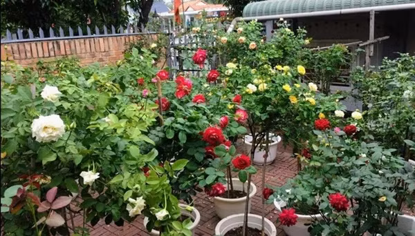 Vo chong U90 lam vuon hoa hong hang chuc goc o Binh Duong