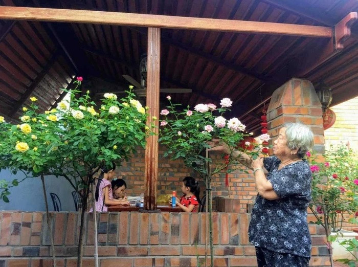 Vợ chồng U90 làm vườn hoa hồng hàng chục gốc ở Bình Dương - Hình 2 Vo chong U90 lam vuon hoa hong hang chuc goc o Binh Duong-Hinh-2