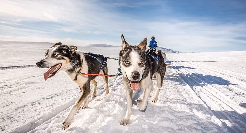 Những người tham gia sẽ phải điều khiển xe trượt tuyết chó kéo di chuyển trên hành trình băng tuyết vĩnh cửu -30 độ C dài 300 km.