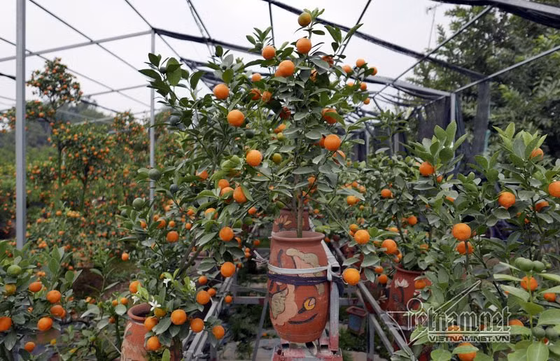 Theo người trồng quất, giá cả năm nay dự kiến có tăng nhưng không đột biến. Những cây đẹp giá sẽ cao hơn hẳn năm ngoái vì số lượng không nhiều.