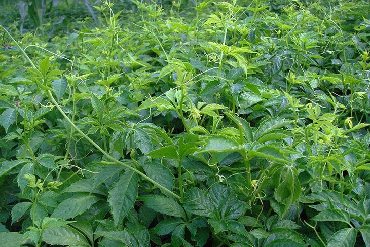 Tac dung phu cua giao co lam va nhung luu y khi dung