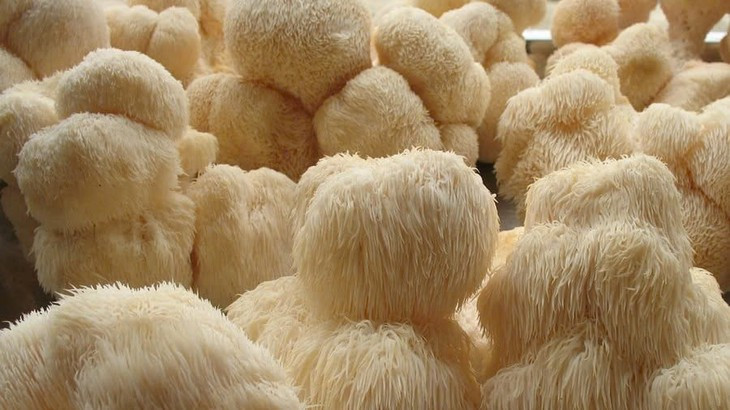 Loai nam xu xi giong bom su tu, nhieu loi ich cho suc khoe-Hinh-2