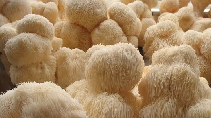 Loai nam xu xi giong bom su tu, nhieu loi ich cho suc khoe-Hinh-2