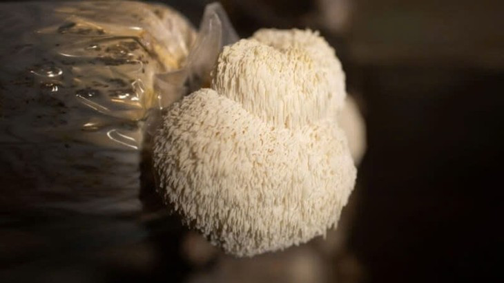 Loai nam xu xi giong bom su tu, nhieu loi ich cho suc khoe