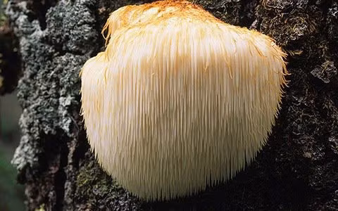 Loai nam xu xi giong bom su tu, nhieu loi ich cho suc khoe-Hinh-3