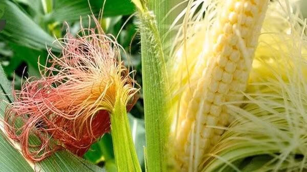  Ngô bao tử (bắp bao tử) là loại ngô được thu hoạch khi bắp ngô còn non và có kích thước nhỏ. Ảnh Internet