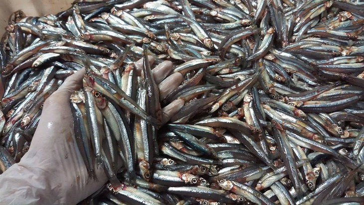 Cá cơm thường có chiều dài khoảng 3-7 cm, có thể đạt đến 10 cm. Chúng có thân dài, mảnh mai và hình dạng bầu dục, có màu xanh dương hoặc xám nhạt pha trộn với sắc tím trên lưng và màu trắng bạc ở phần bụng. Ảnh Internet