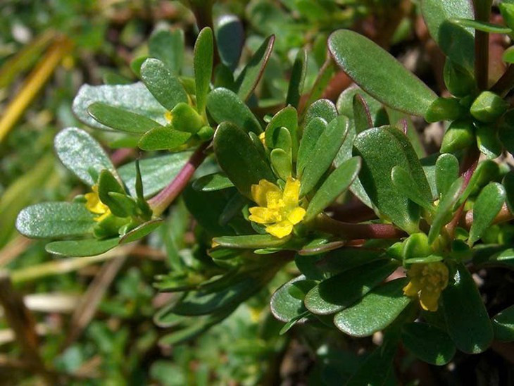  Tốt cho hệ tiêu hóa: Rau sam rất giàu chất xơ, giúp cải thiện chức năng tiêu hóa và hỗ trợ điều trị táo bón. Chất xơ trong rau sam không chỉ giúp duy trì sự khỏe mạnh của đường ruột mà còn giúp đào thải chất dịch dư thừa trong cơ thể. Hệ tiêu hóa khỏe mạnh cũng giúp tổng hợp và hấp thụ dưỡng chất từ thực phẩm. Ảnh Internet