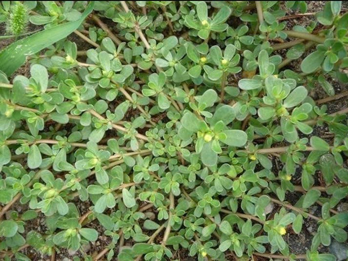  Tốt cho da, xương và cơ: Rau sam chứa hàm lượng Canxi cao, rất tốt cho việc phòng chống bệnh loãng xương và duy trì sức khỏe xương khớp. Ngoài ra, các thành phần dinh dưỡng khác như sắt, magie, vitamin E và chất glutathione cũng hỗ trợ tăng cường sức khỏe cho da, cơ và tóc.