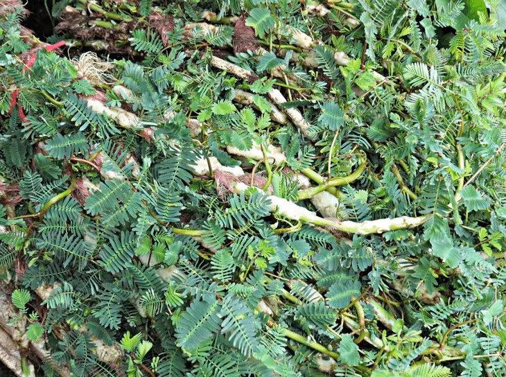  Rau rút còn có tên gọi khác là rau nhút, tên tiếng Anh là water mimosa, một loại cây thân thảo xốp, sống ở dưới nước, mọc bò lên mặt nước. Thân cây rau rút có những mô khí màu trắng, bên trong xốp, trông giống như chiếc phao giúp chúng nổi được trên mặt nước. Ảnh Internet