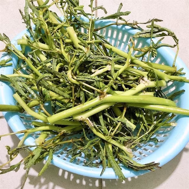  Giải nhiệt, trị mụn: Theo Đông y, rau nhút có tính hàn mát, là thực phẩm thích hợp sử dụng để làm mát cơ thể, giúp giảm mụn nhọt ở người có thân nhiệt cao hay nóng trong người. Bạn có thể luộc rau nhút lấy nước uống hoặc sử dụng rau nhút phơi khô sắc nước uống. Ảnh Internet