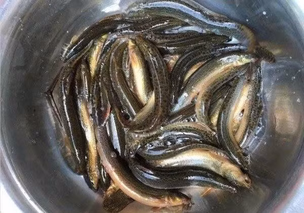  Bổ thận sinh tinh: Chạch rất giàu lysine là một thành phần thiết yếu để hình thành tinh trùng, vì vậy ăn chạch không chỉ thúc đẩy sự hình thành số lượng mà còn giúp cải thiện chất lượng tinh trùng. Đây là món ăn đặc biệt tốt cho nam giới.