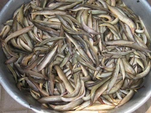 Theo chuyên gia dinh dưỡng, trong 100g thịt cá chạch chứa 83g nước, 9,6g protid, 3,7g lipid, 2,5g glucid và 1,2g chất khoáng. Như vậy, thịt cá chạch có lượng mỡ khá thấp nhưng lượng đạm lại phong phú, cao hơn nhiều so với các loại thịt và cá khác. Ảnh minh họa