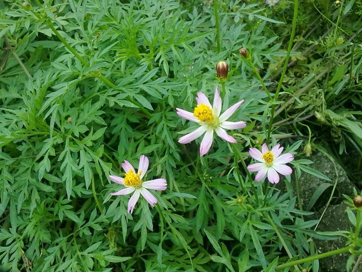 Đây là loài cây thân thảo thường mọc hoang theo bờ ruộng, trên vườn đất ẩm, trên nương, rẫy… Ảnh Internet