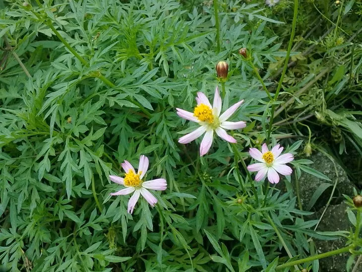 Đây là loài cây thân thảo thường mọc hoang theo bờ ruộng, trên vườn đất ẩm, trên nương, rẫy… Ảnh Internet